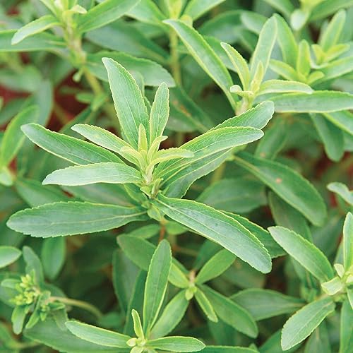 Miniatura 3 de YEGAOL - Semillas de Stevia de jardín, 200 unidades, semillas de Stevia Rebaudiana, sin OMG, contenedor en maceta para interiores y exteriores