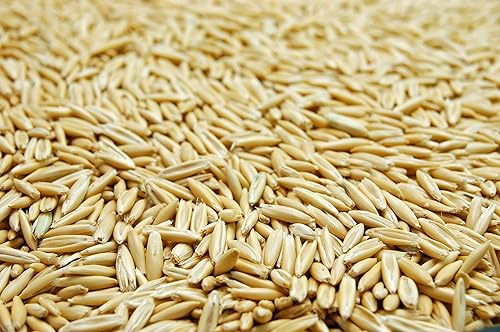 Miniatura 3 de Semilla de avena blanca de Eretz (25 libras)  Elige el tamaño! Granos de avena cultivados en Oregon, certificados por el estado, sin rellenos, sin