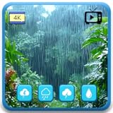 レインフォレスト・レイン – 睡眠、集中、勉強に最適なリラックス効果のある雨の音とホワイトノイズのFire TVスクリーンセーバー