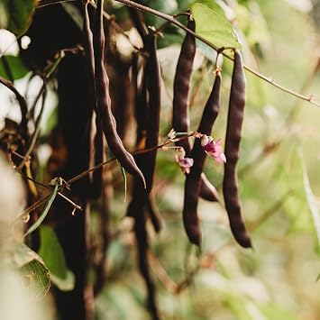 Purple Podded Pole Bean - 4oz Bulk 375 Seeds, Thresh Seed Co.