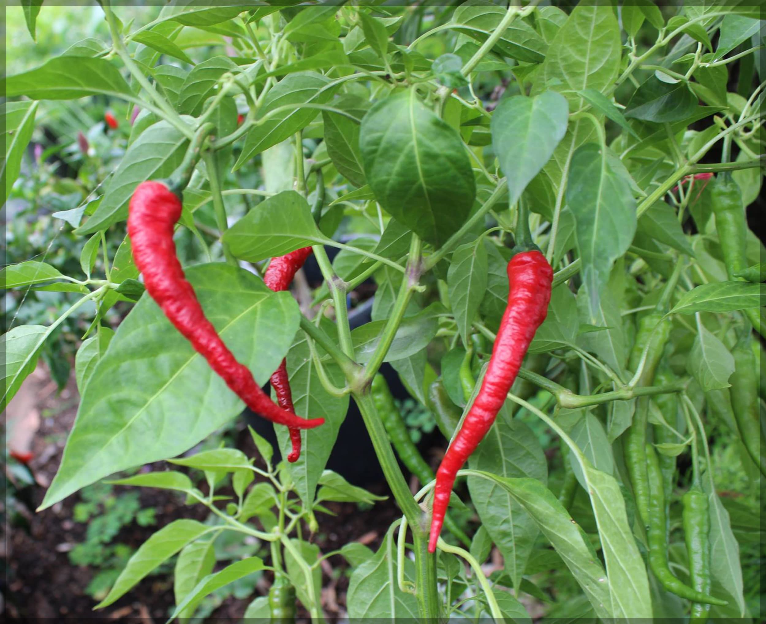 Byadgi chilli seeds | Dabbi byadagi chilli | | Kashmiri chilli | Red chilli seeds | mirchi seeds (Pack of 30+ seeds) - Ourseeds (B0BFGTR7V6) Amazon Price History, Amazon Price Tracker