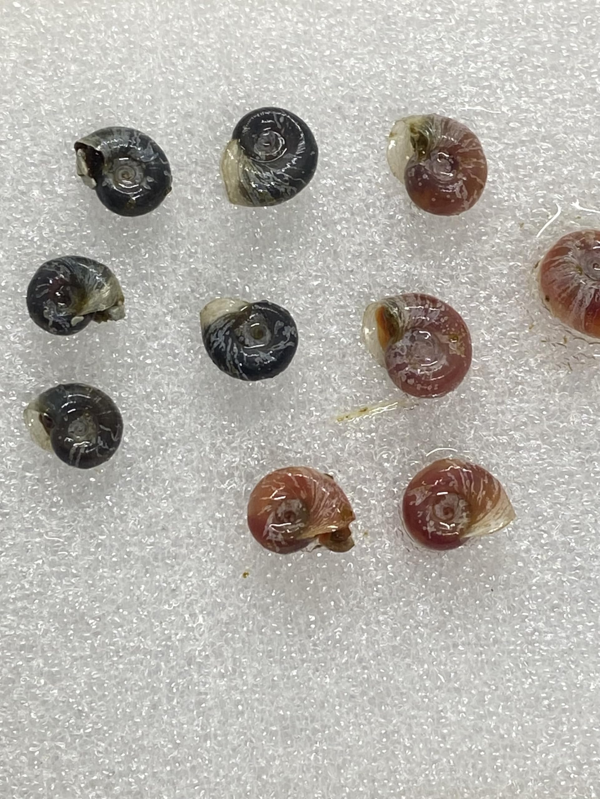 10 x Pink Pearl & Blue Ramshorn Snails Live Freshwater Aquarium