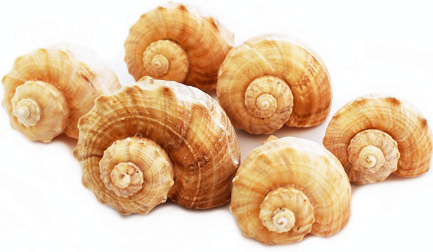 6 Large Rapana Whelk Shells Seashells 2" - 3" Sea Shell Hermit Crab Beach Nautical