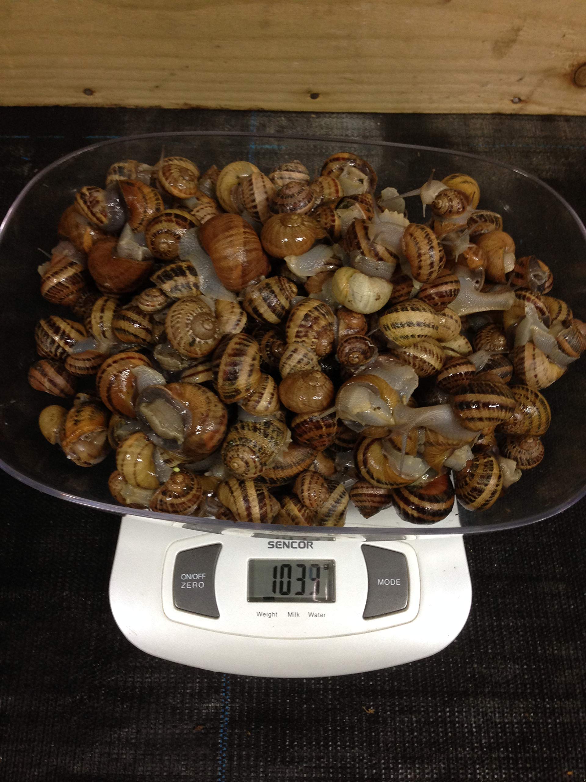Buy EscargotsNI Live Snails (Reptile Live Food) 100 small size snails