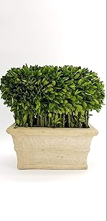 Amazon Com Preserved Boxwood Topiary