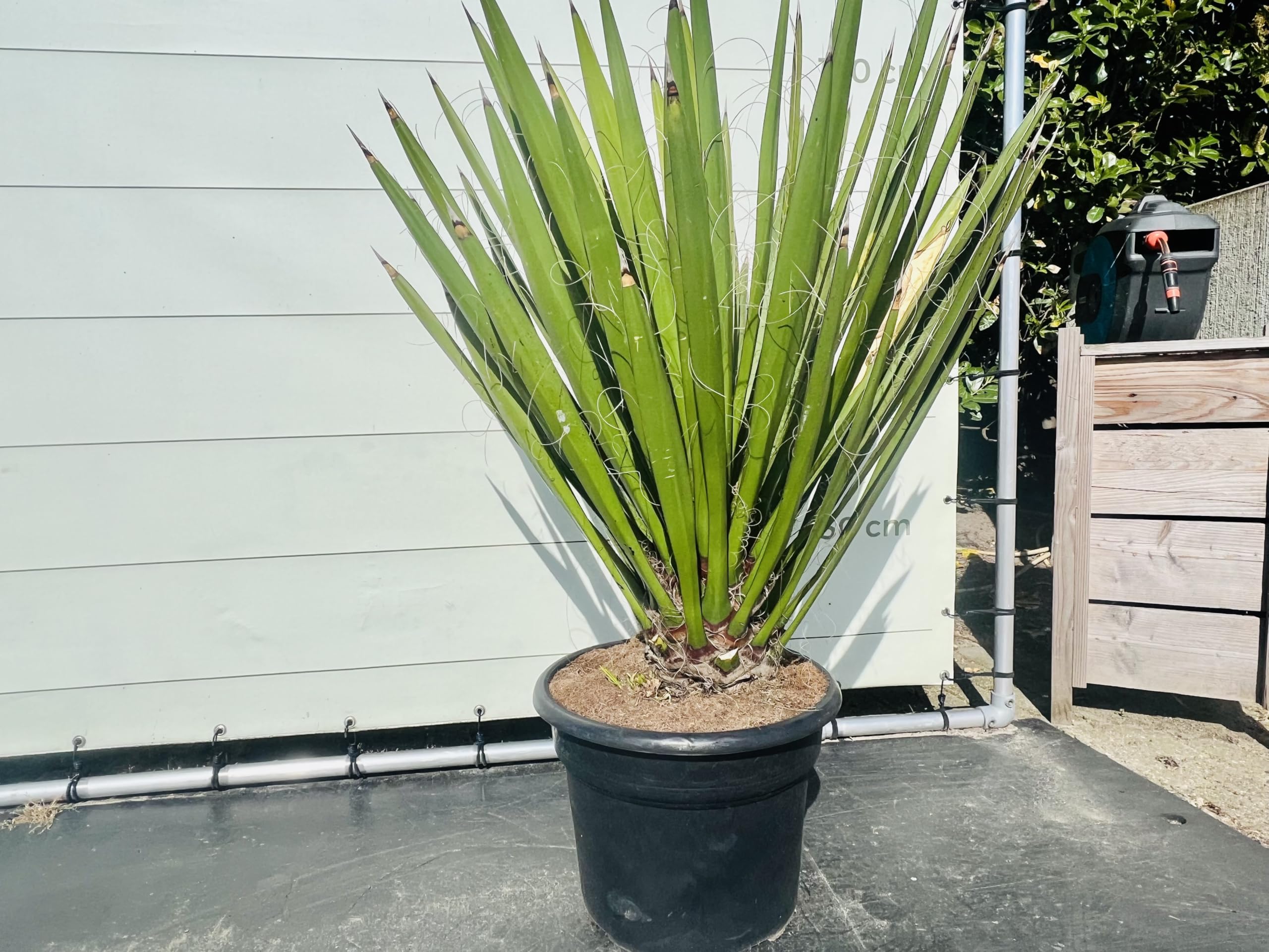 Tropictrees, Yucca Faxoniana Plante exotique du désert pour jardin et terrasse, résistante à l'hiver, facile d'entretien et décorative, parfaite pour les endroits secs, faxon yucca, 140 cm