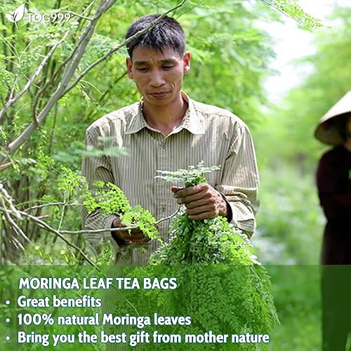 Miniatura 8 de 60 bolsas de té de hoja de moringa, 100% natural y puro de hojas de moringa. Té de hierbas de moringa de hojas sueltas. Té de hoja de moringa. Sin