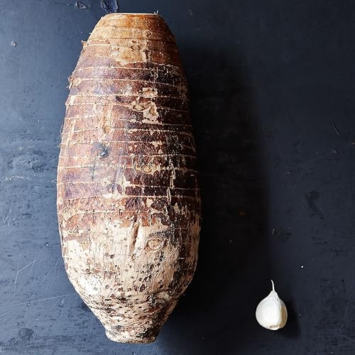 Miniatura 3 de justLeaf. Bulbo de taro gigante envío gratuito de 3 días desde EE. UU. Enormes plantas de oreja de elefante verde. Colocasia Esculenta, planta de