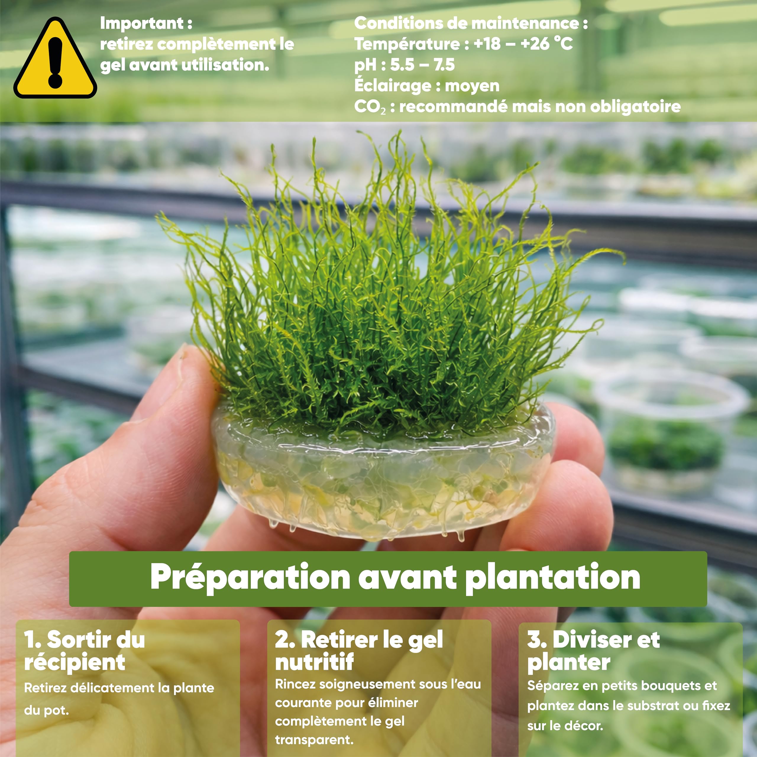 AquaBreedingSkill Taxiphyllum sp. in vitro – plante aquarium vivante, mousse d’aquarium sans parasites, idéale aquascaping et nano aquarium (Taiwan 2 pcs)