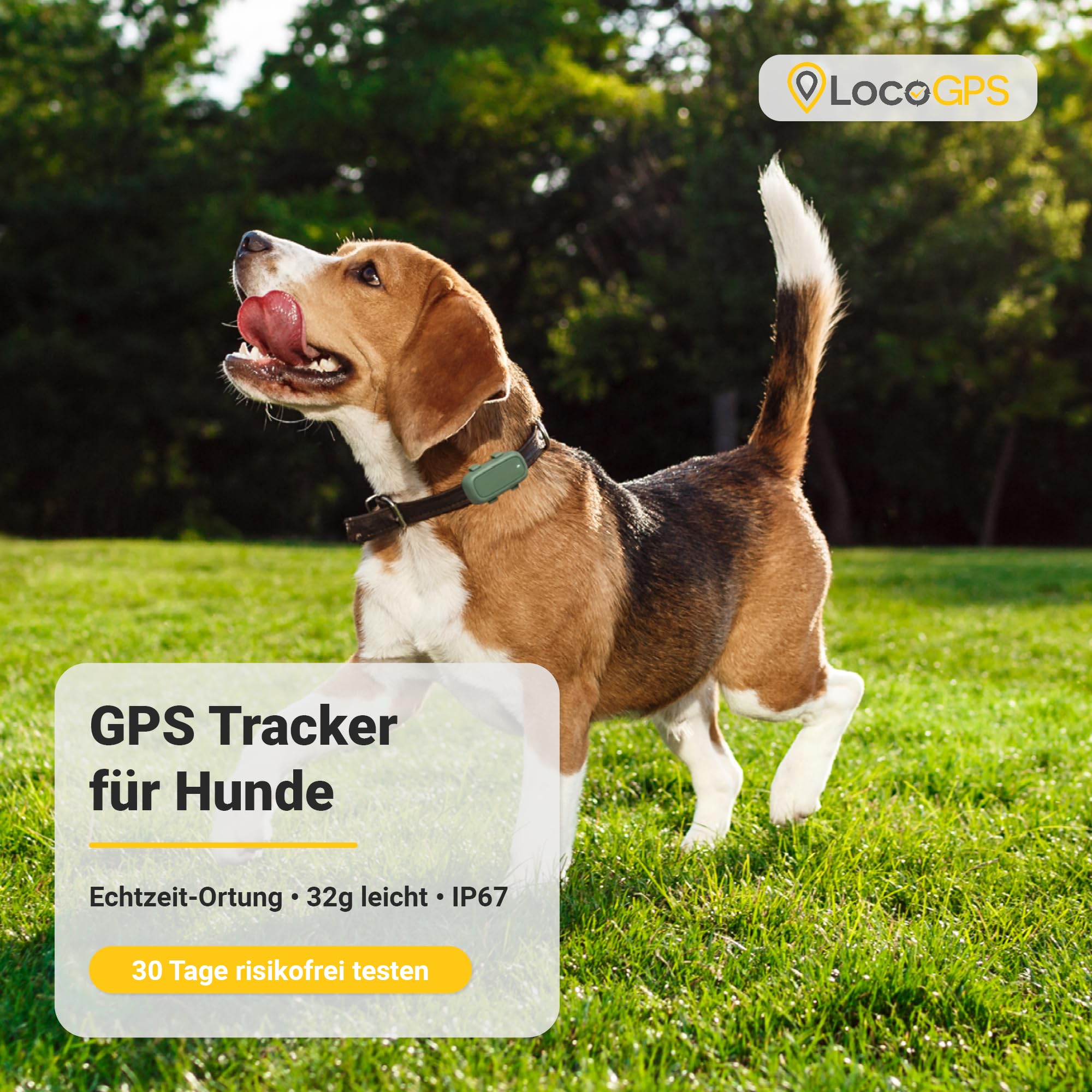GPS Tracker für Hunde | Bis zu 15 Tage Akku mit WiFi-Energiesparzonen | GPS + WiFi + Bluetooth Ortung | Wasserdicht IP67 | 4G/LTE | Alle Funktionen ab 5€/Monat | 30 Tage Kostenlos
