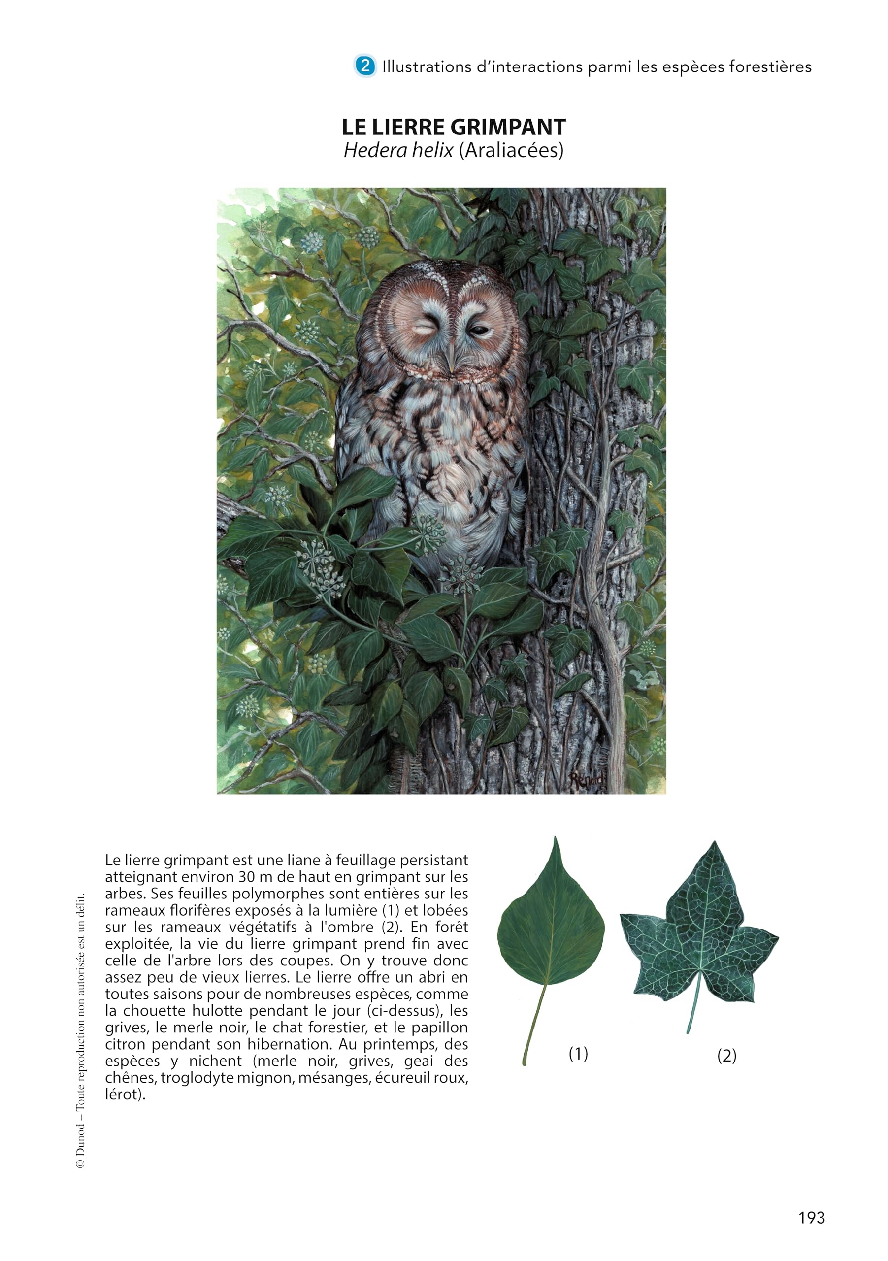 Forêt : biodiversité, dynamique et gestion