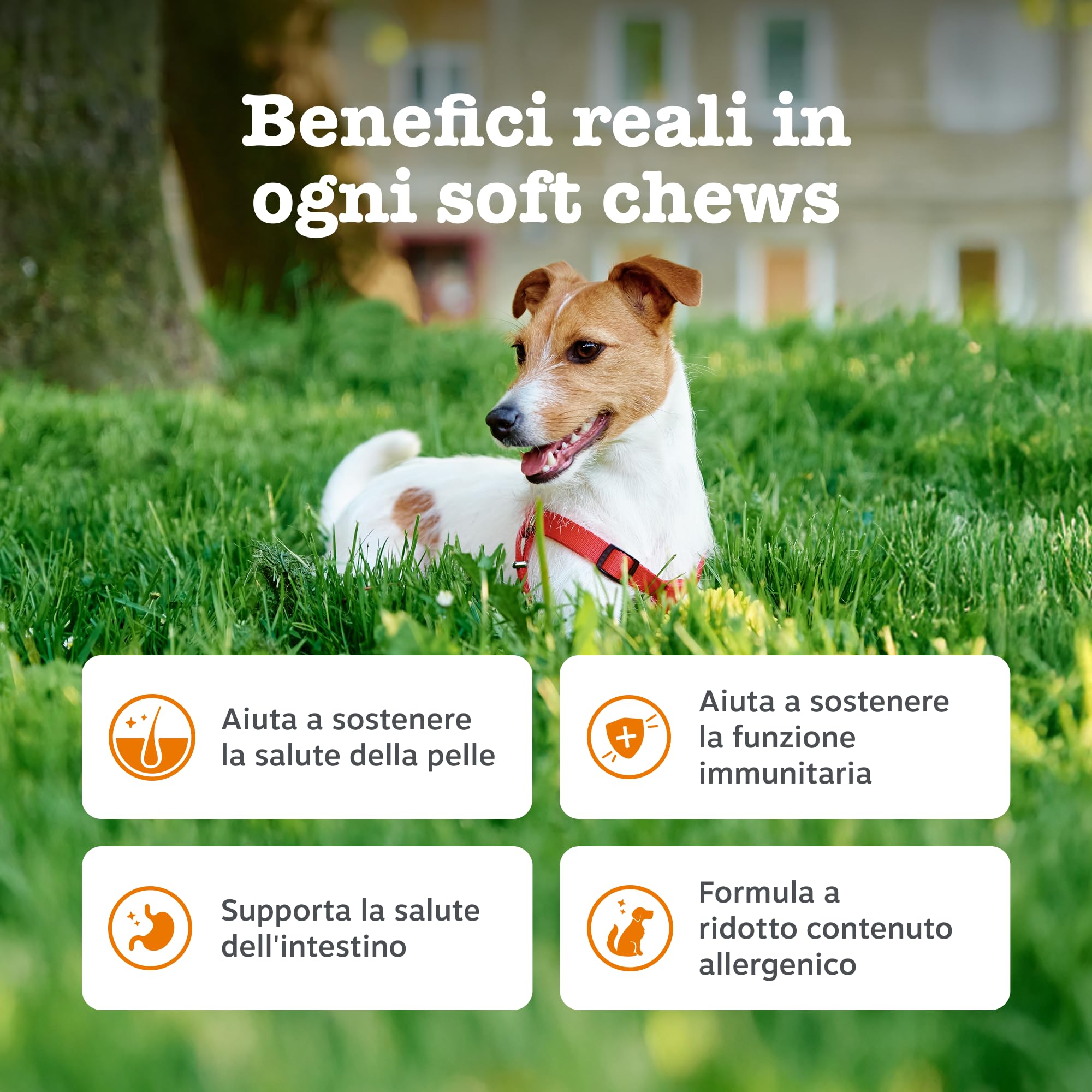 Zesty Paws Allergy & Immunity per Cani – Supporto Immunitario, Salute dell' Intestino, Pelle e Pelo – Per fastidi della Pelle – Con Olio di Salmone e Probiotici per Cani – 90 Bocconcini