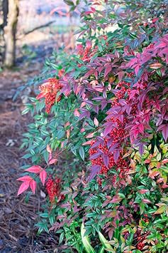 Nandina Domestica | 1 Extra Large Trade 3 Gallon Plant | Heavenly Bamboo | Vibrant Year-Round Color | Low Maintenance