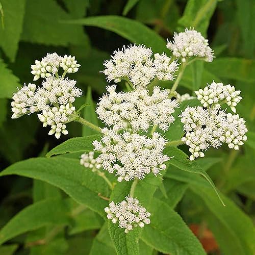 Miniatura 6 de QAUZUY GARDEN 200 piezas de semillas de flores blancas para plantar, planta ornamental tradicional para decoración de exteriores