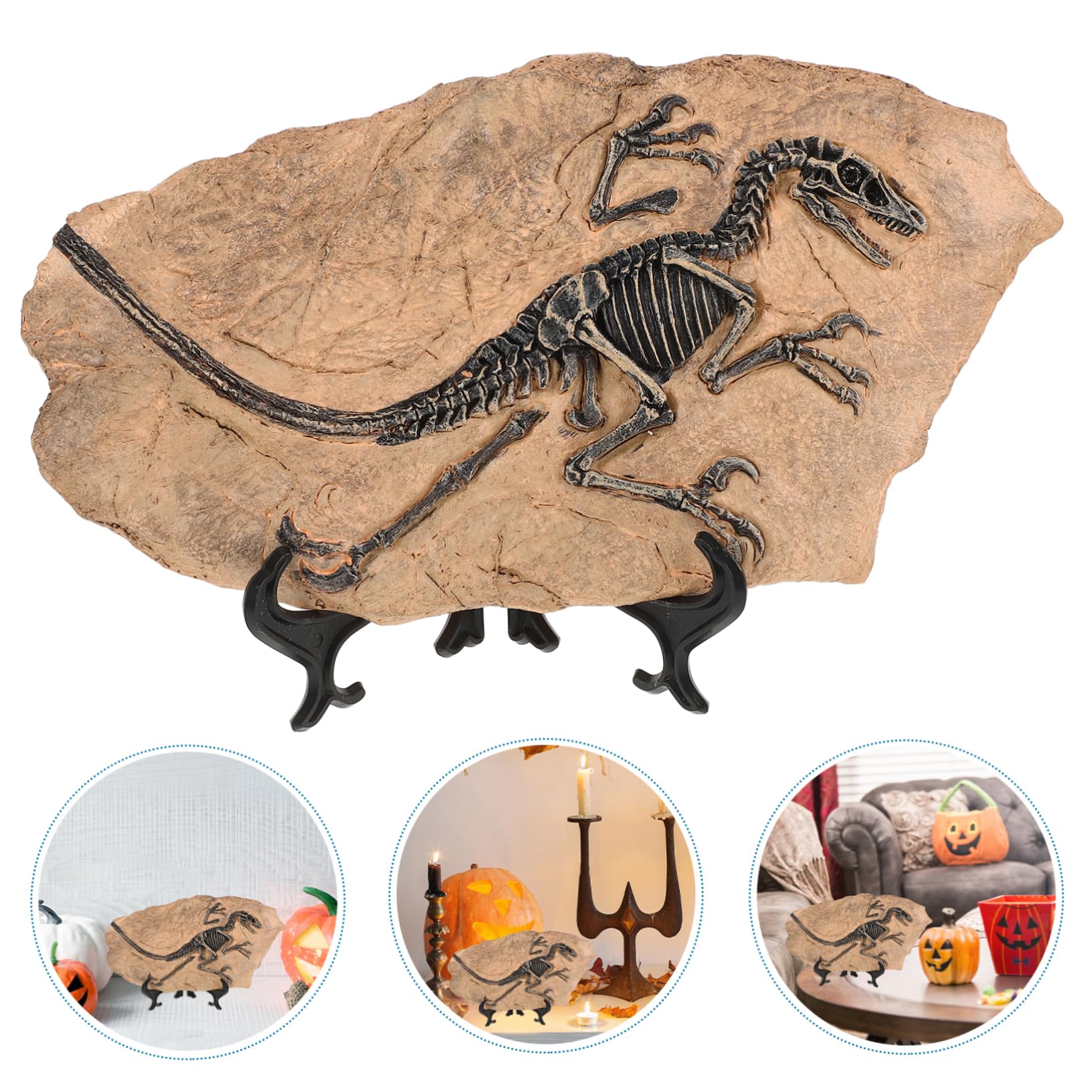 HEMOTON Modelli Fossili Dinosauro Da Tavolo Fossili Per Modelli Educativi Per Ragazza Decorazioni Da Tavola Per Apprendimento