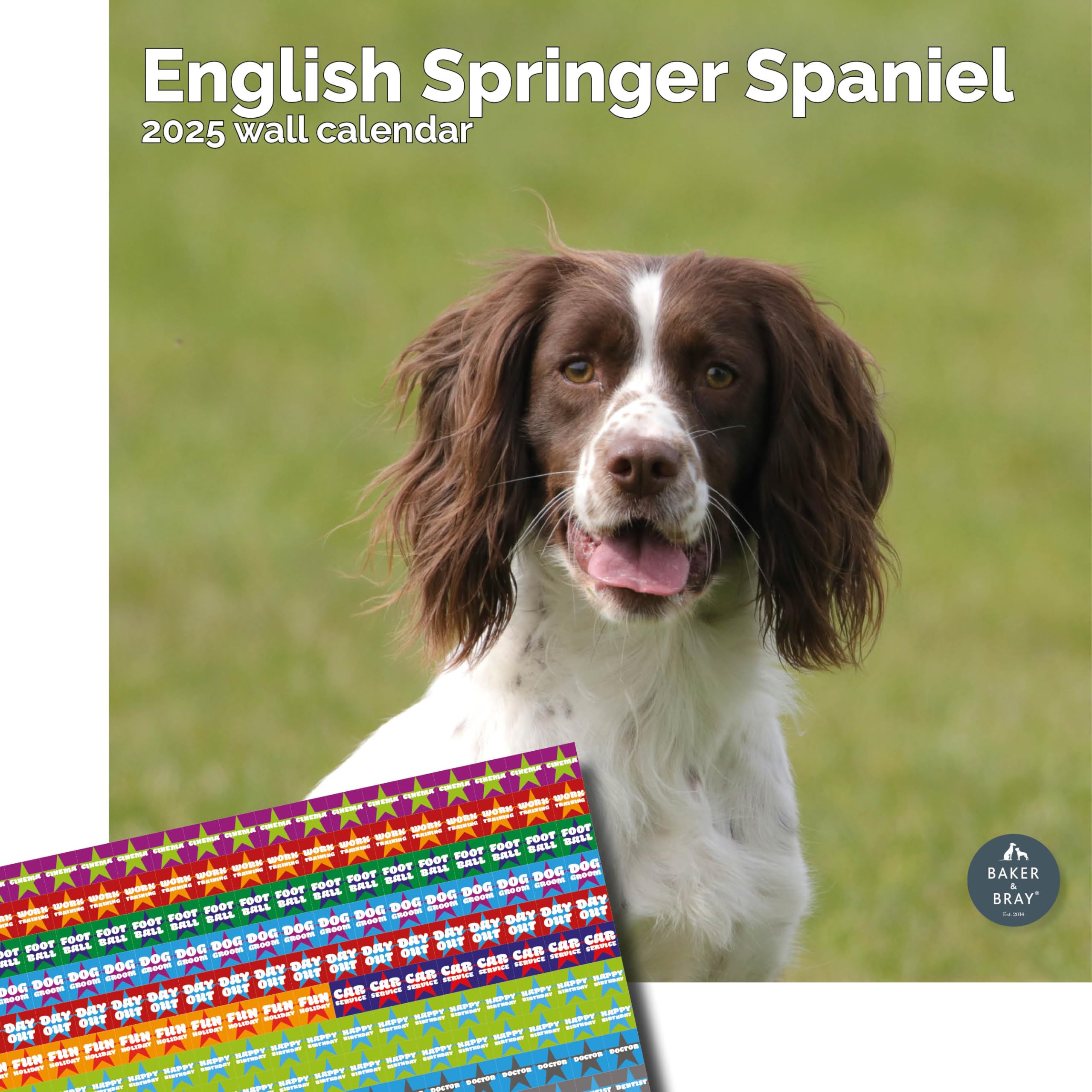 Baker and Bray English Springer Spaniel Calendar 2026, Large Square Wall Calendar, 16 Month, English Springer Spaniel Gift Dog Calendar