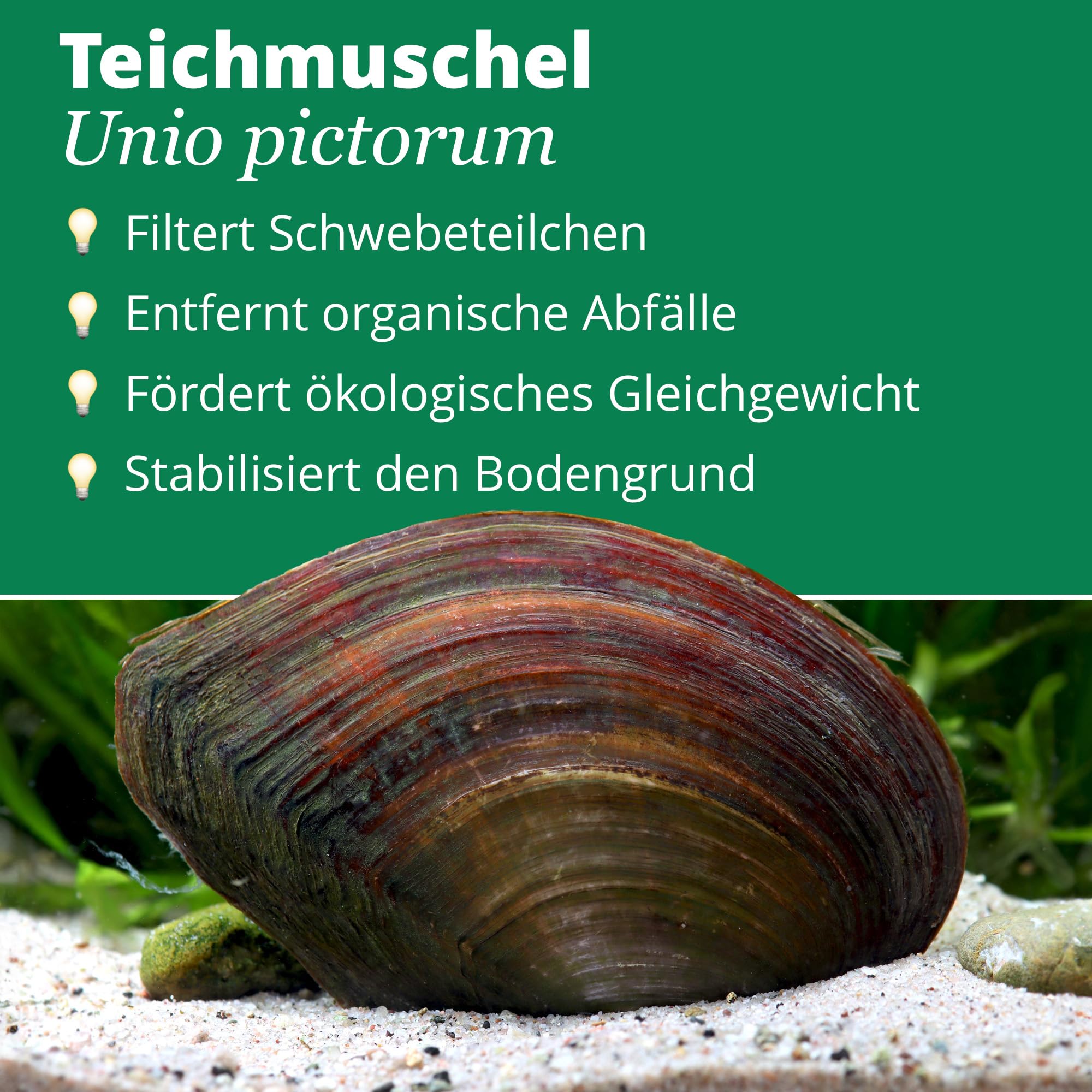 Set per la cura del laghetto senza alghe, per un laghetto da giardino pulito e privo di alghe, 1 stagno pond protezione UV, 10 lumache e 10 conchiglie per laghetto