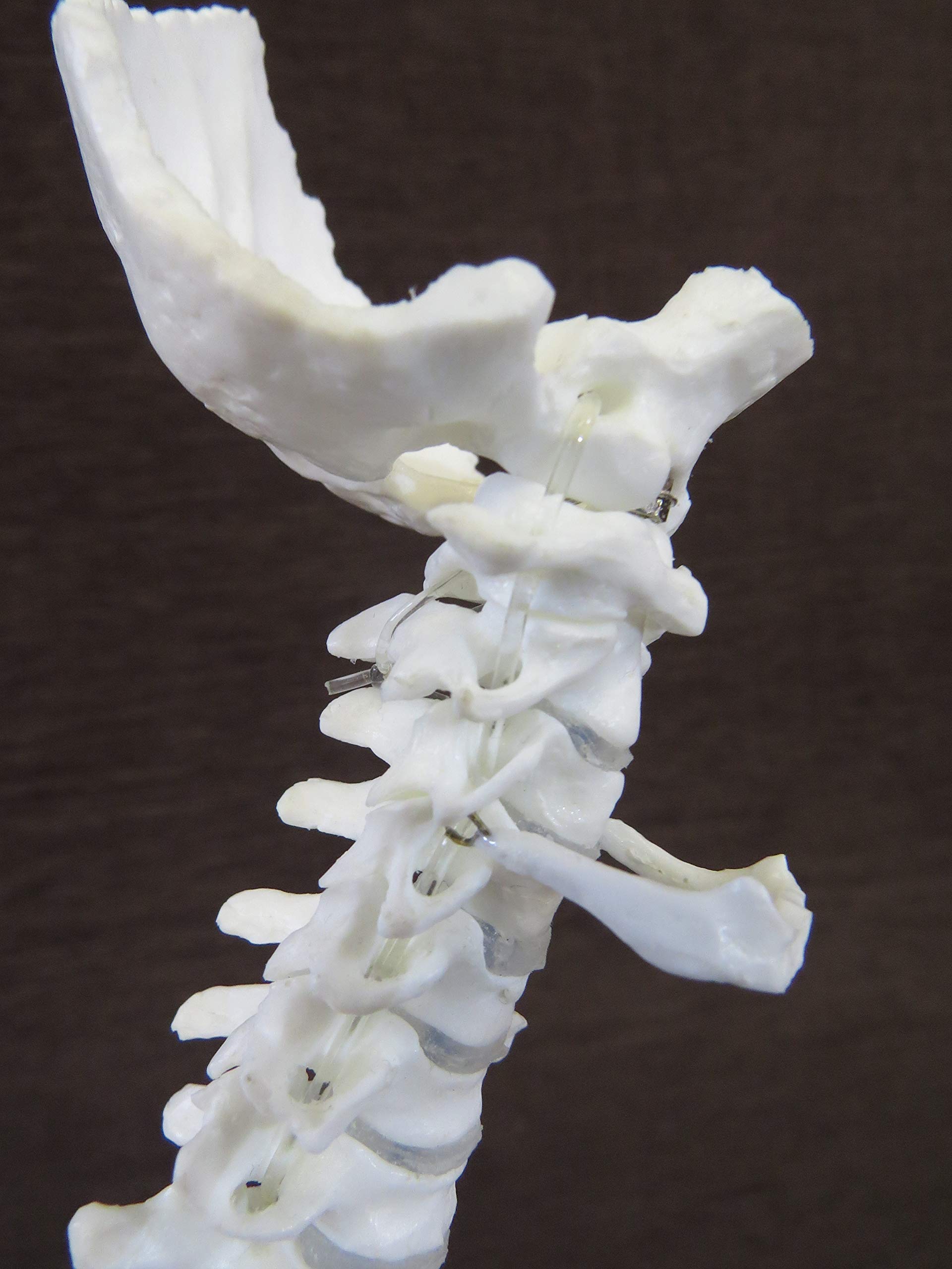 Amazon.co.jp: 1/2サイズ高精度フレキシブル関節人体骨格模型 脊椎