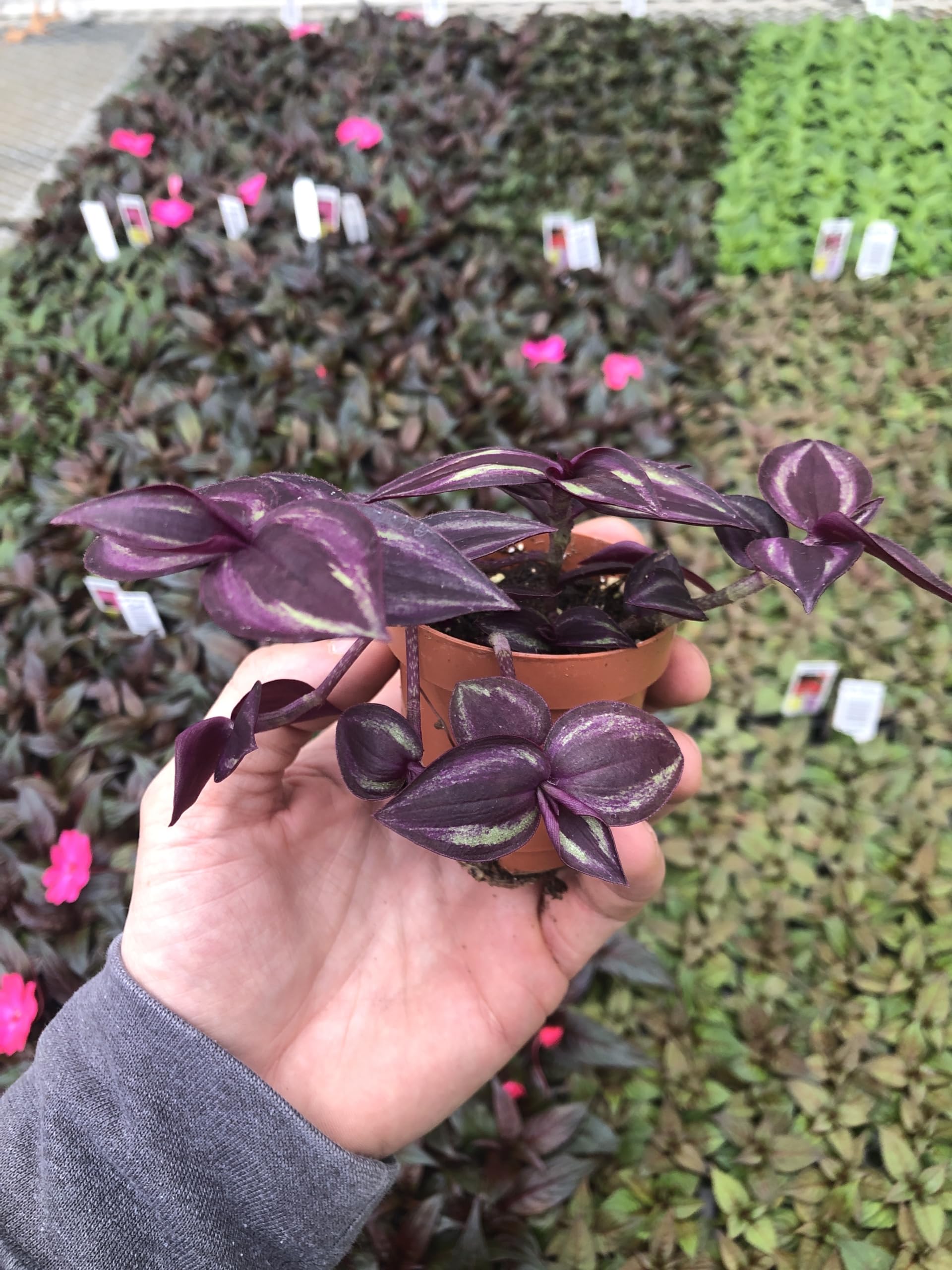 Amazon.com : Generic Tradescantia Zebrina Burgandy ~ Live
