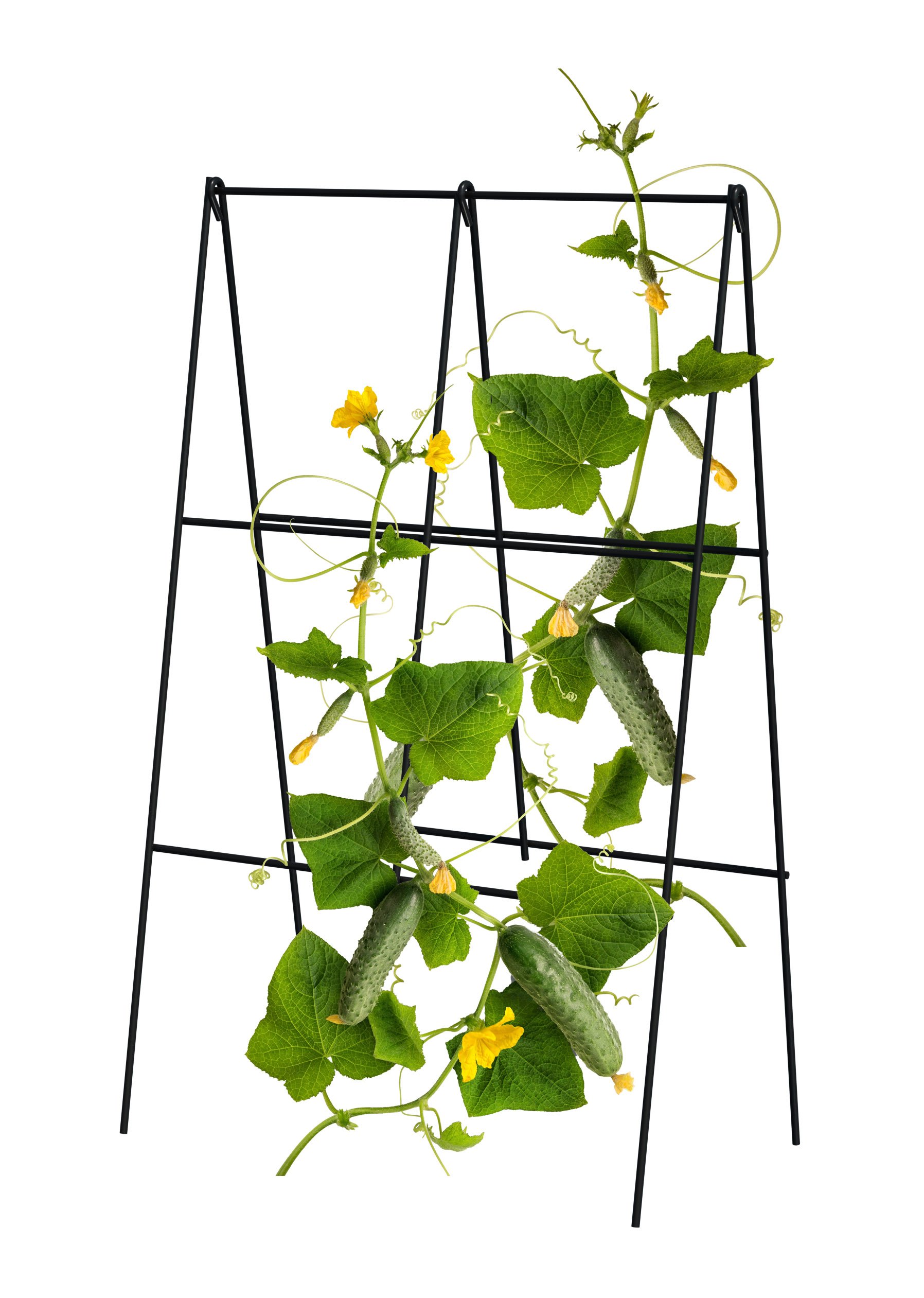 Panacea 83831 Small Space Compact, Folding A-Frame Cucumber Trellis Raised-Garden-Kits, 12 in. W x 39.5 in H, Black