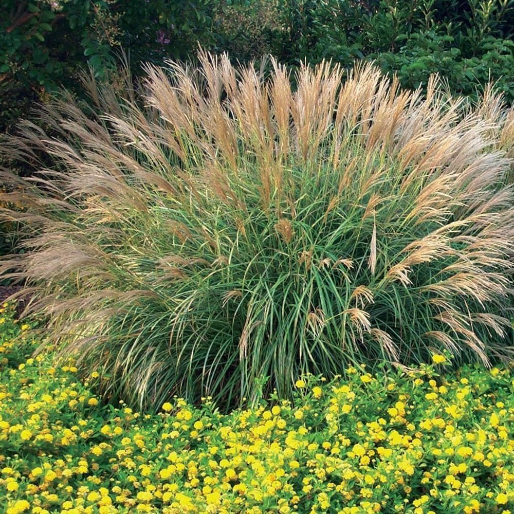 Adagio Maiden Grass | 30 Live Plants | Micanthus Sinensis | Hardy Ornamental Grass Perfect for Landscaping and Gardening