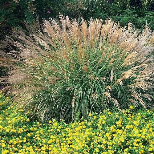 Miniatura 2 de Adagio Maiden Grass  40 plantas vivas  Micanthus Sinensis  Hierba ornamental resistente perfecta para paisajismo y jardinería