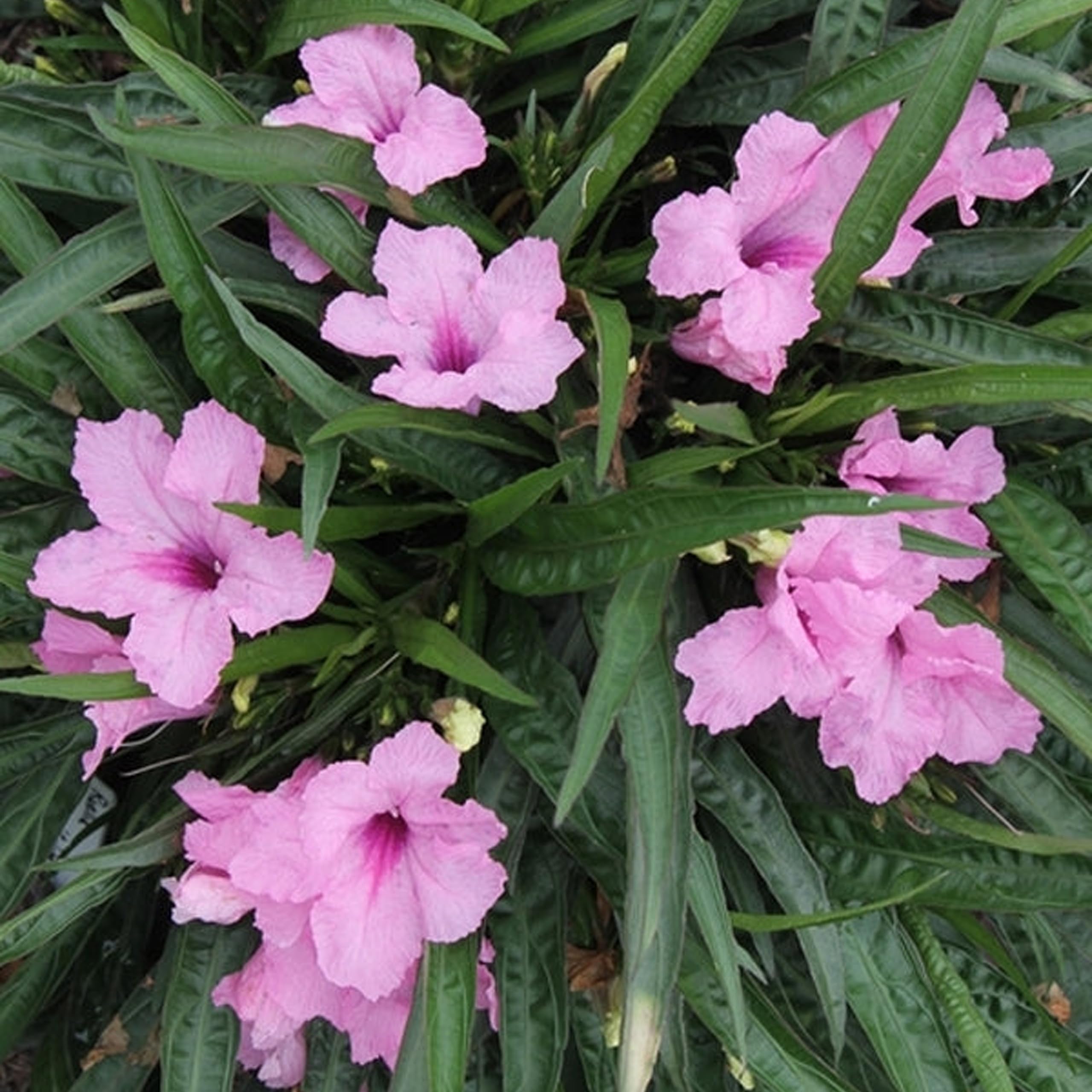 Mexican petunia live flower plant with pot-image-19