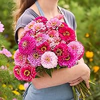 Vista 125 de Eden Brothers - Semillas de zinnia, cactus con flores, sin OMG, plantar en primavera, paquete, flores de bajo mantenimiento, zonas 3, 4, 5, 6, 7, 8