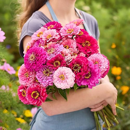 Miniatura 125 de Eden Brothers - Semillas de zinnia, cactus con flores, sin OMG, plantar en primavera, paquete, flores de bajo mantenimiento, zonas 3, 4, 5, 6, 7, 8