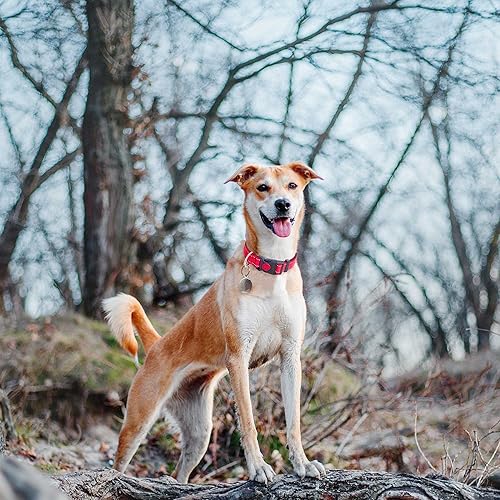 Miniatura 6 de Collar reflectante para perro con hebilla de bloqueo de seguridad, collares de nailon acolchado ajustable para mascotas para cachorros