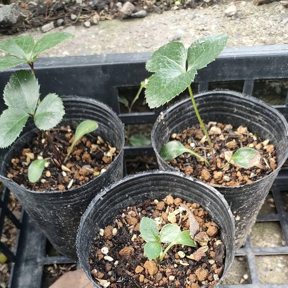 クリスマスローズ 抜き苗 クリスマスローズ抜き苗20本 Amazon.co.jp クリスマスローズ 抜き苗 クリスマスローズ抜き苗20本 Amazon.co.jp