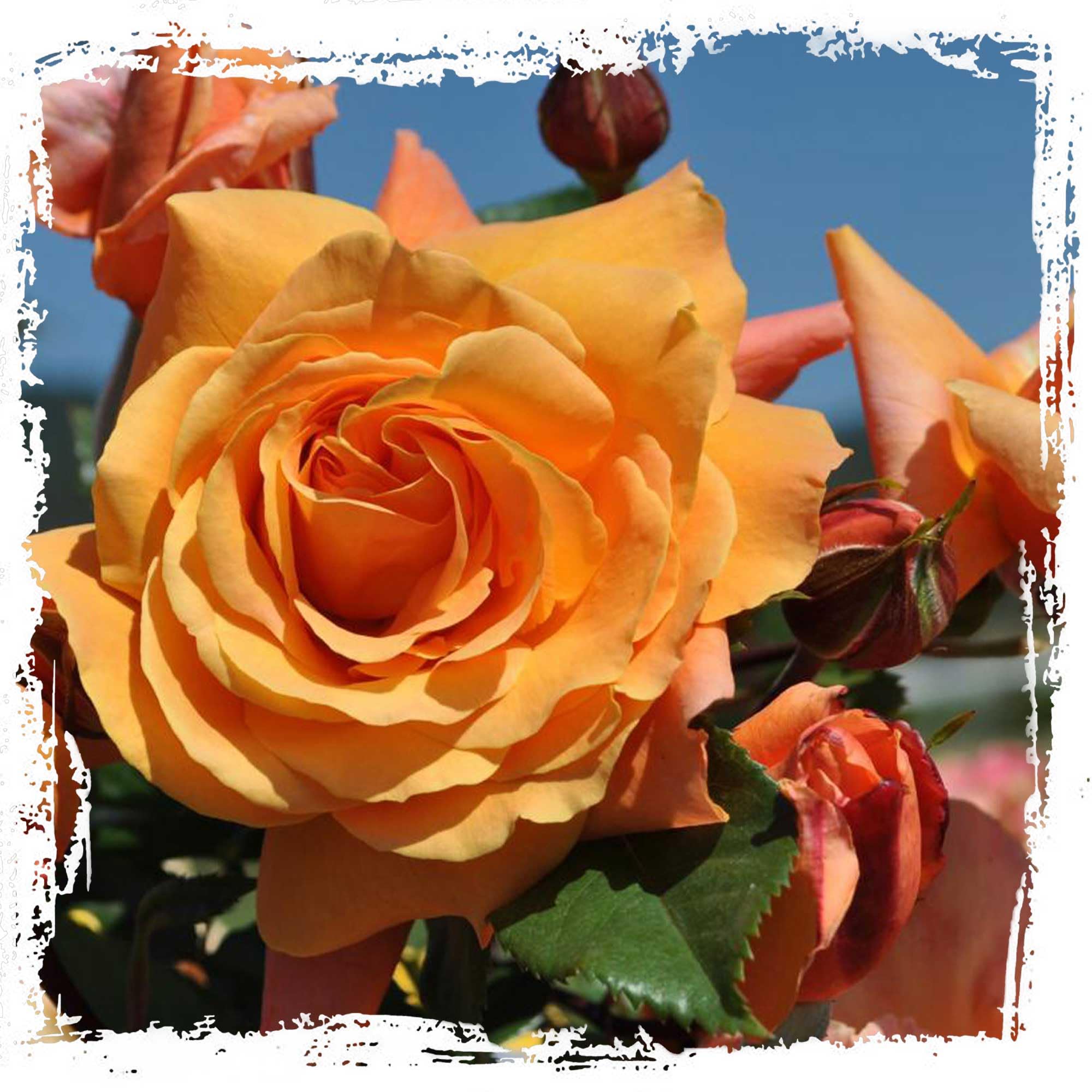 Arborose Tangerine Skies Climbing Rose