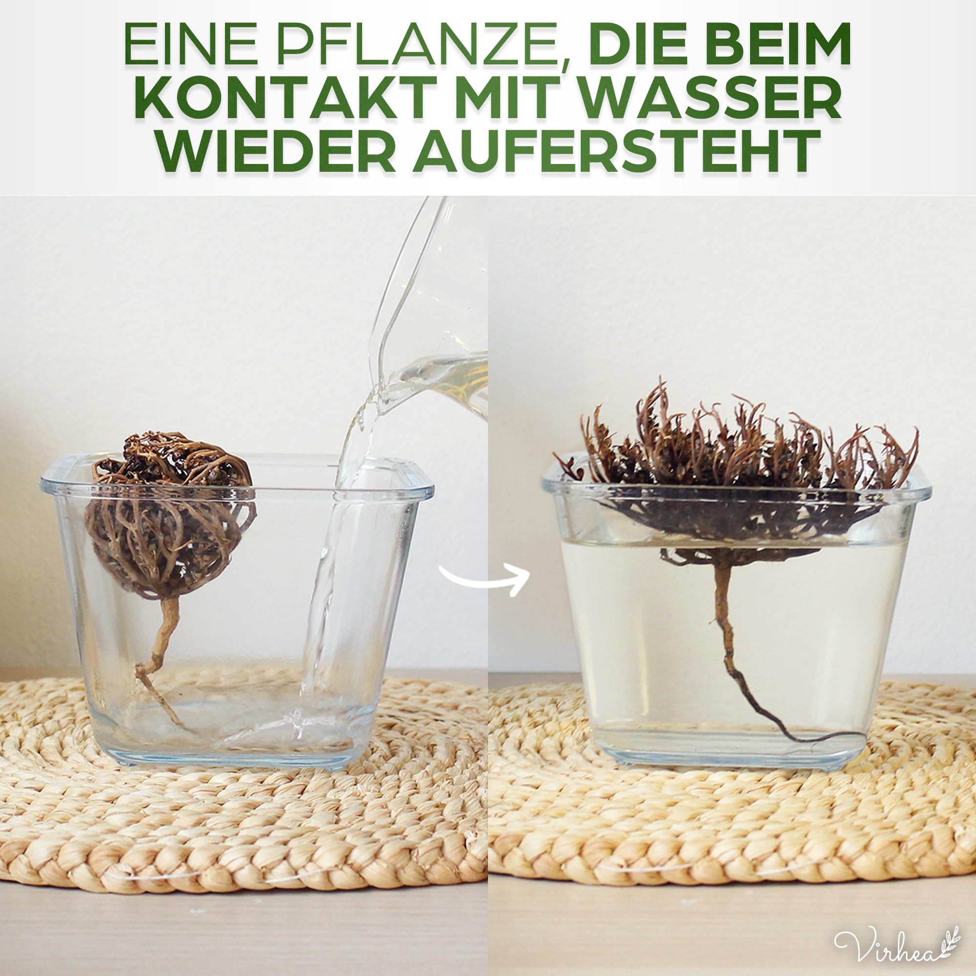 Rose von Jericho Chajarat Mariam x1 - Echte Maryam Pflanze - Wunderschöne Kaf Pflanze für Dekoration - Ideal für Ihre Wohnung oder als Geschenk