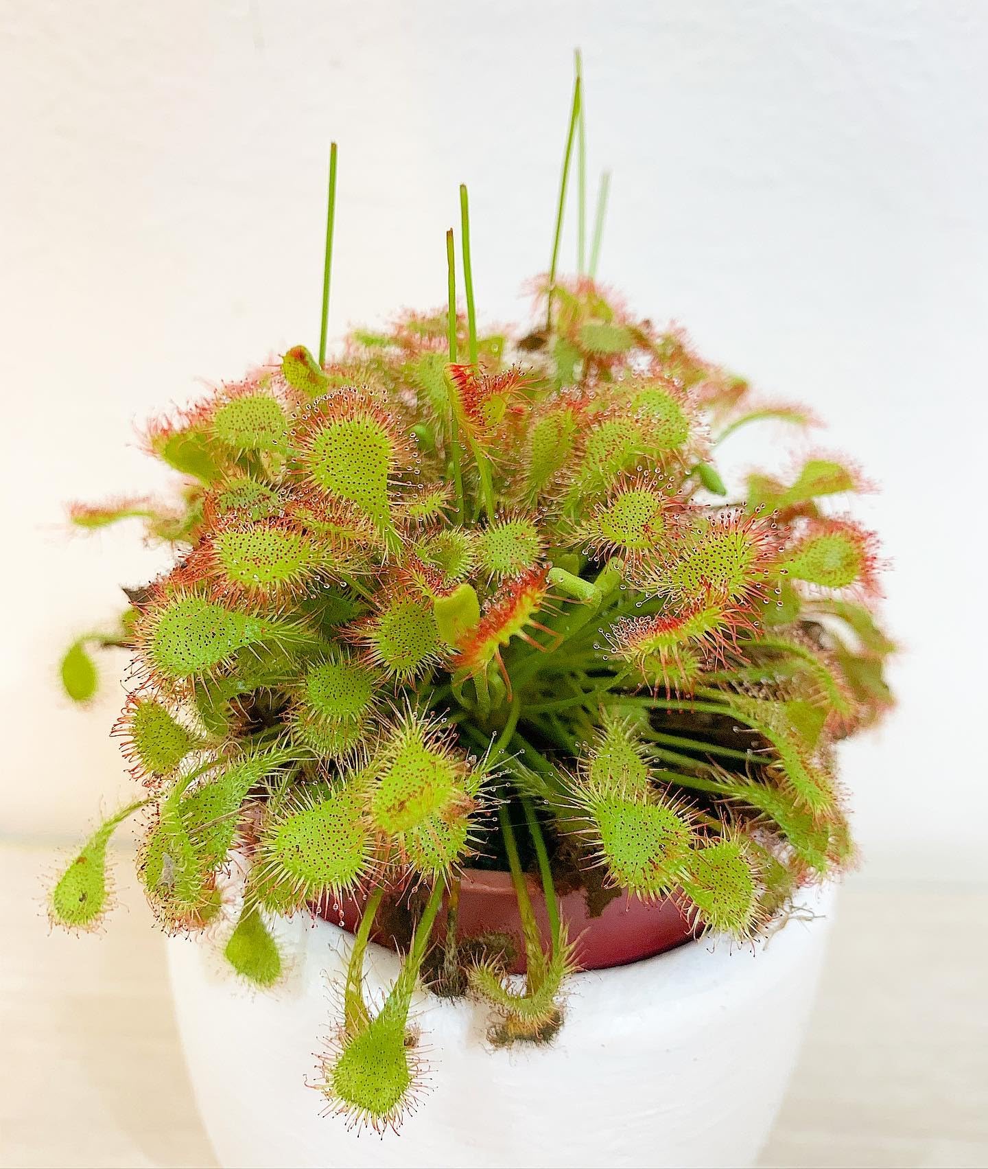 Live Carnivorous Plant - Drosera Beleziana (B0CLRVJPSM) Amazon Price History, Amazon Price Tracker