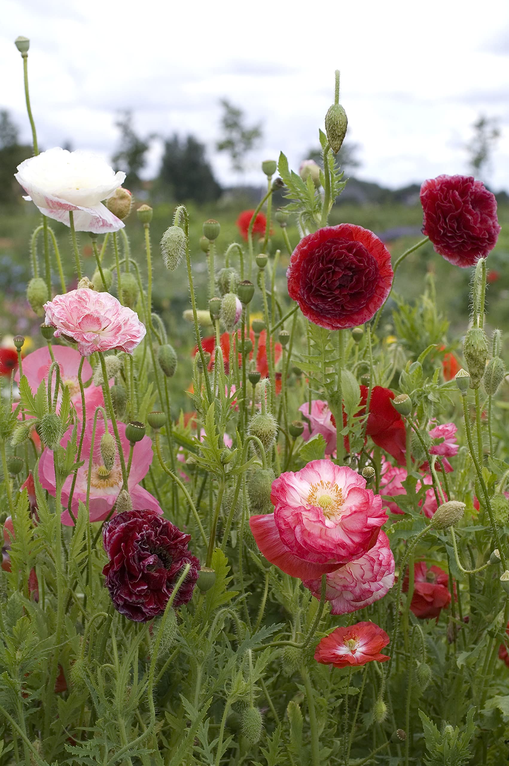 Amazon | 福花園種苗 シャーレーポピー『景観用ダブルミックス』 種子