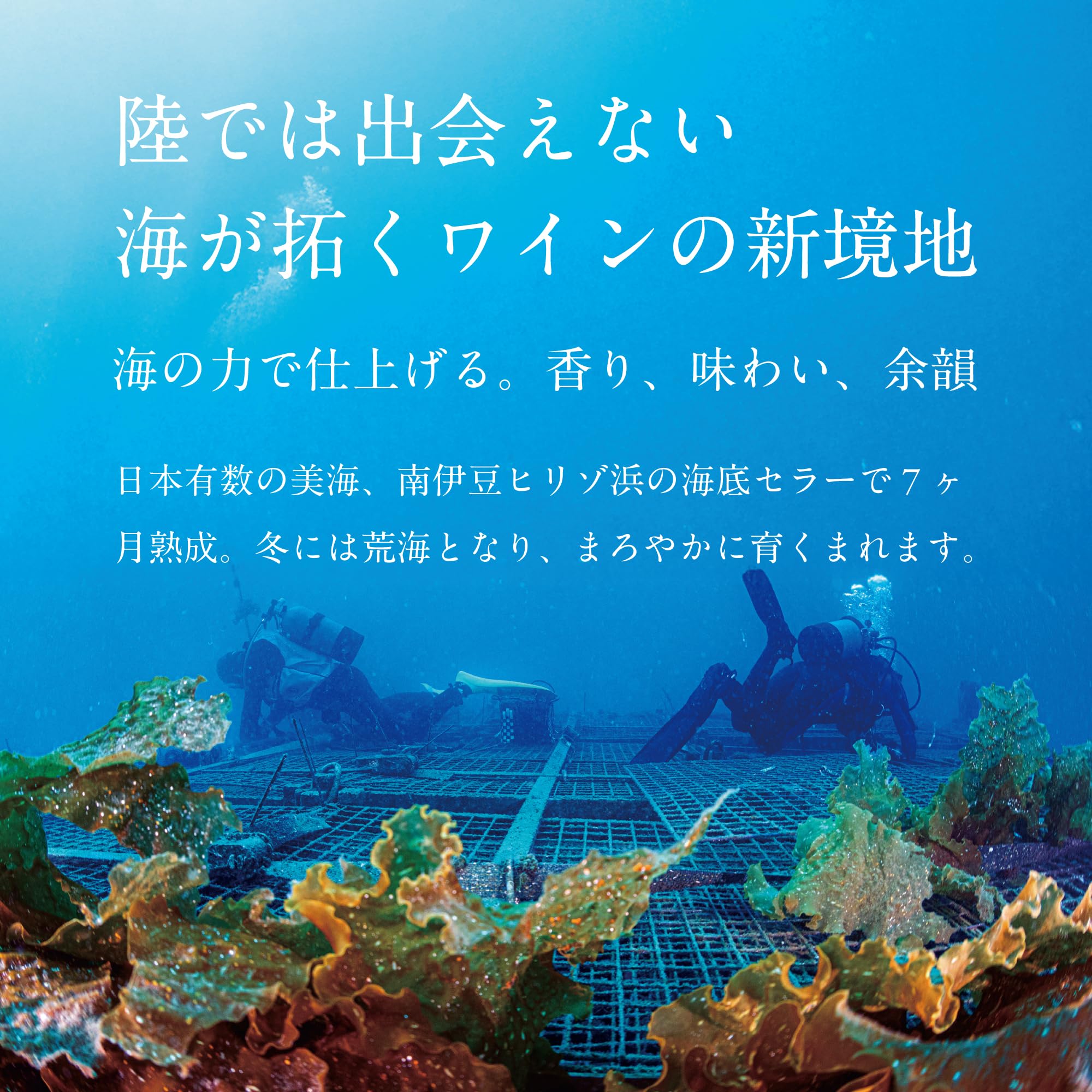 Amazon.co.jp: 海底で熟成されたワイン - SUBRINA｜2021 ACT5 サブリナ