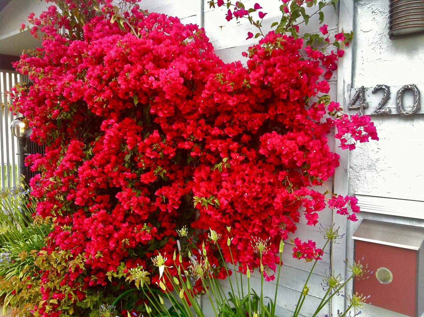 Guruji Plantation Bougainvillea Plant Red Color Flower Healthy Natural with Plastic Pot