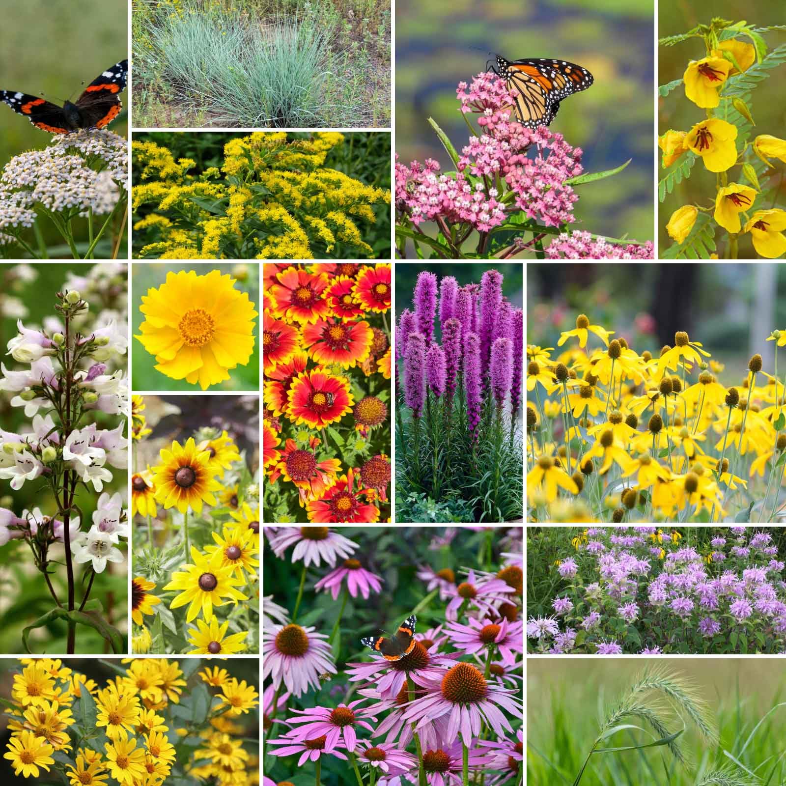 Eden Brothers Erosion Control Flower Seed Mix