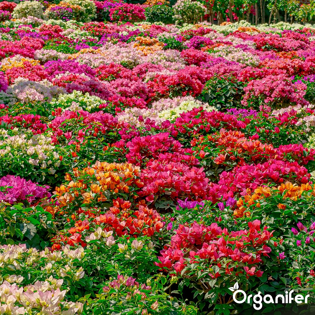 Flower Flüssigdünger - 3x1L - NPK 3-4-3 | Für Blühpflanzen - Fördert Wachstum Und Blütenfarbe - Organifer