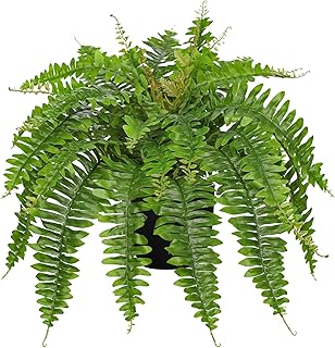 Hollyone Artificial Fern Plants in Pot 25.5