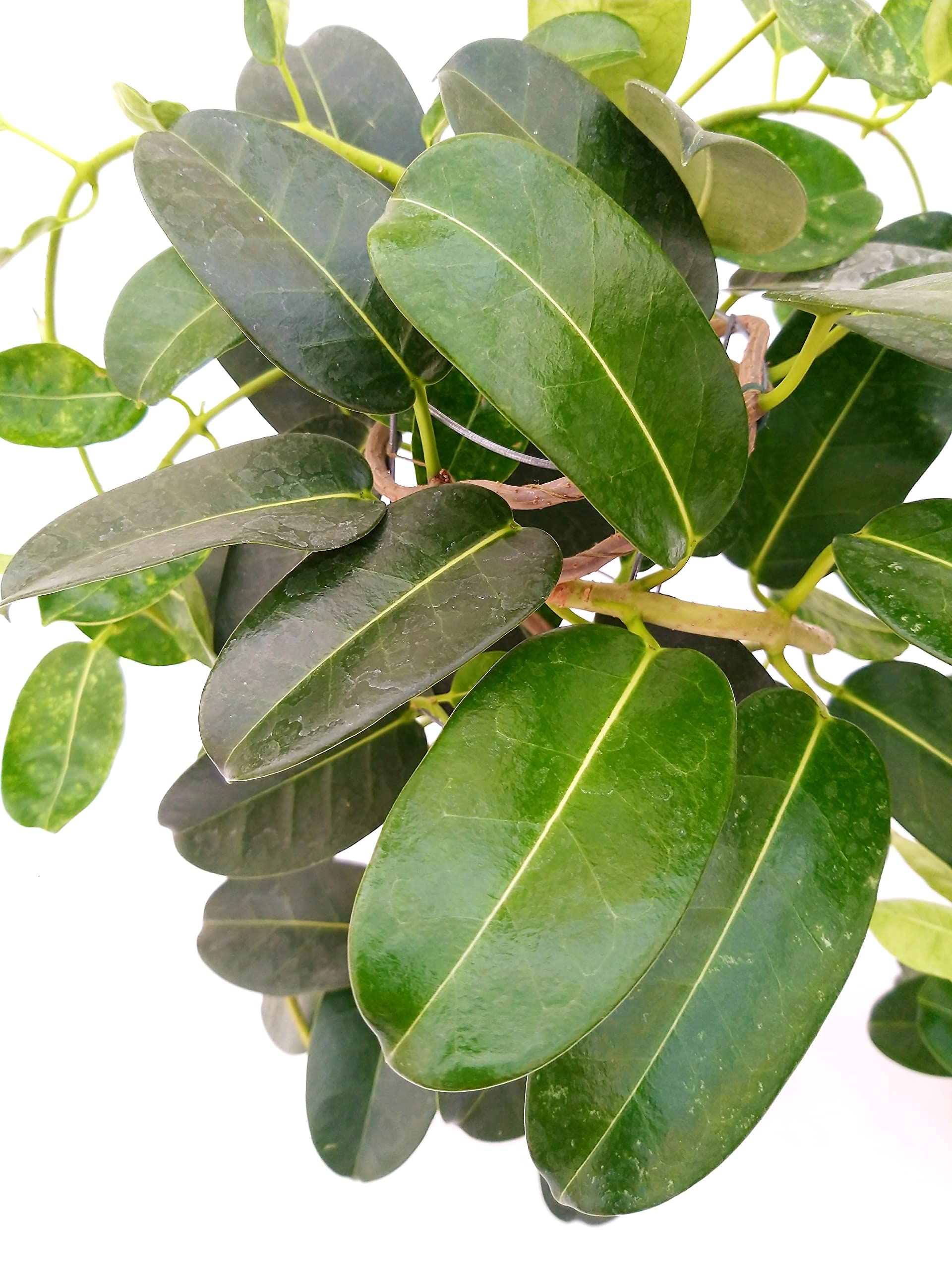 GELSOMINO STEPHANOTIS FLORIBUNDA, ALTEZZA 35CM, 2 PIANTE, IDEALE PER GIARDINI, pianta vera