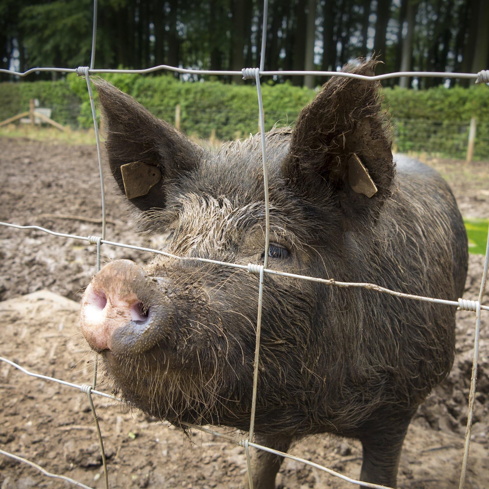 casa pura Recinzione per animali selvatici zincata in qualità commerciale, diverse altezze a seconda della specie di animali, lunghezza 50 m, recinzione forestale per animali domestici (150 cm x 50 m)