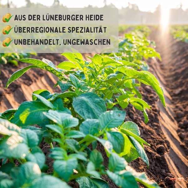 FRUCHTVERSAND24® Speisekartoffeln 5kg Linda - feiner Geschmack, festkochend & gelbfleischig, für Bratkartoffeln, Kartoffelsalat, Ofenkartoffeln, Pellkartoffeln, Salzkartoffeln - 3