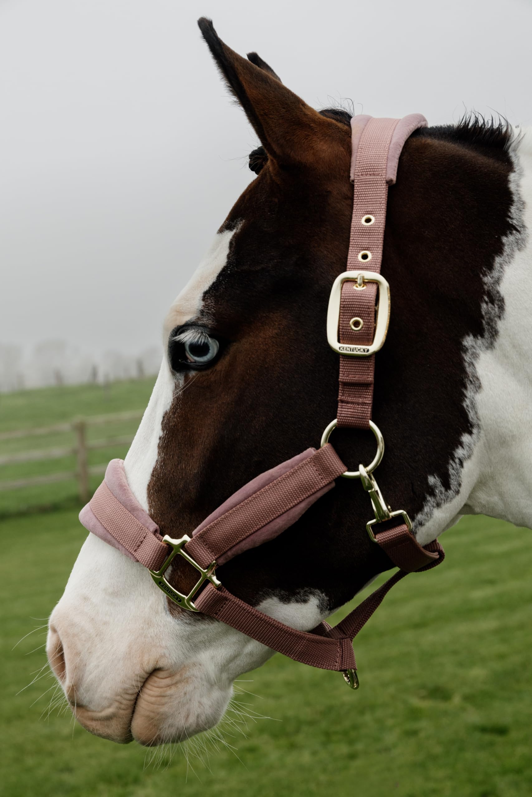 Kentucky - Halfter Pony - Alte Rose - Samt