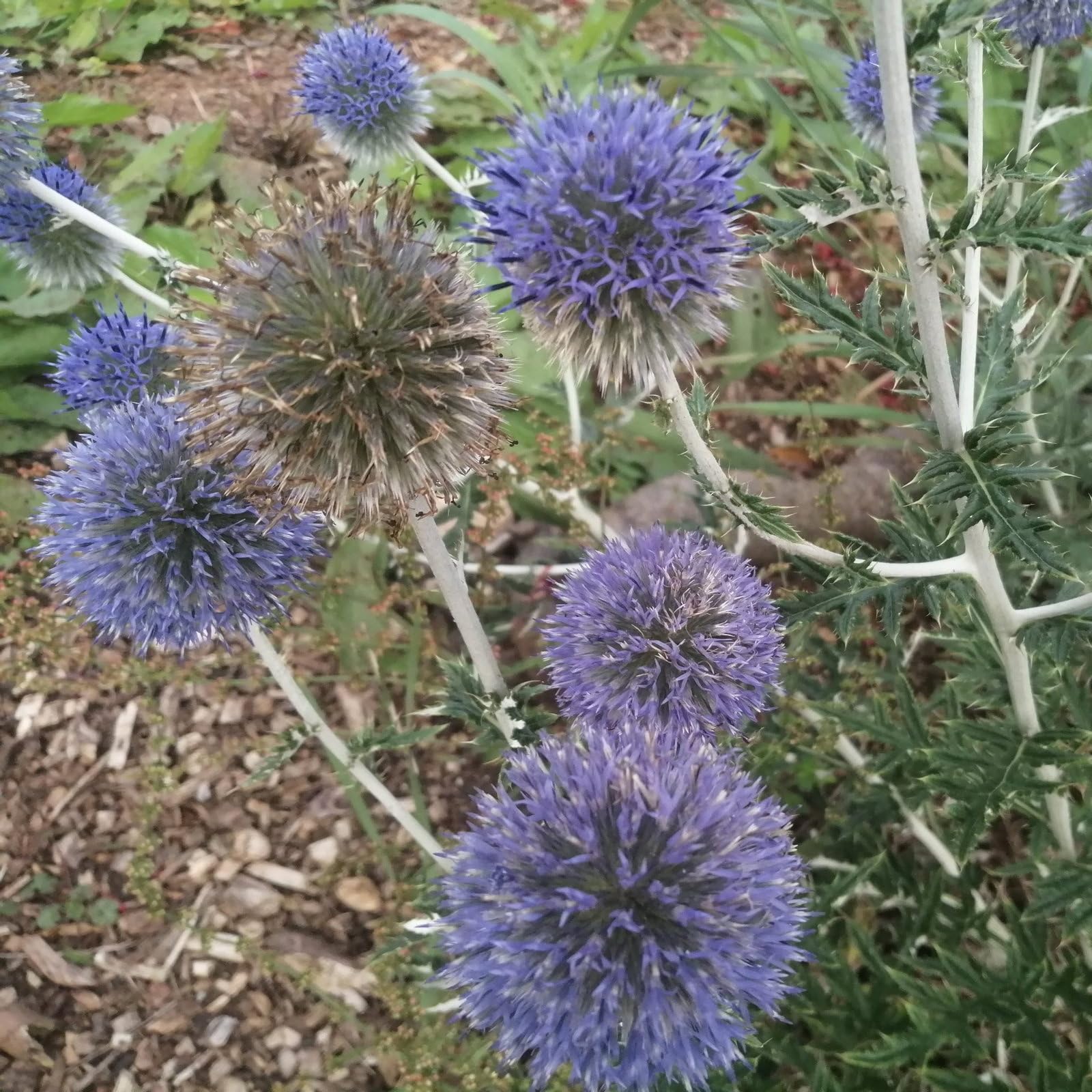 Plant World Seeds - Echinops Ritro Veitch's Blue Seeds (Perennial Flower Seeds)