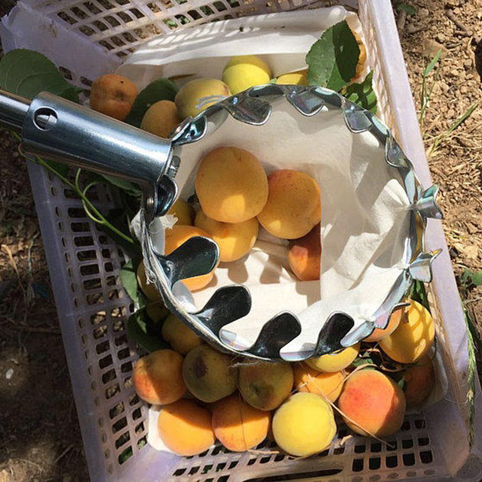 Asticcio Raccoglifrutta Telescopico,Bastone Raccogli Frutta,Raccoglitore di Frutta Fatto in Acciaio Inossidabile,Portatile,Facile da Montare,per Limoni Mele Pere Arance