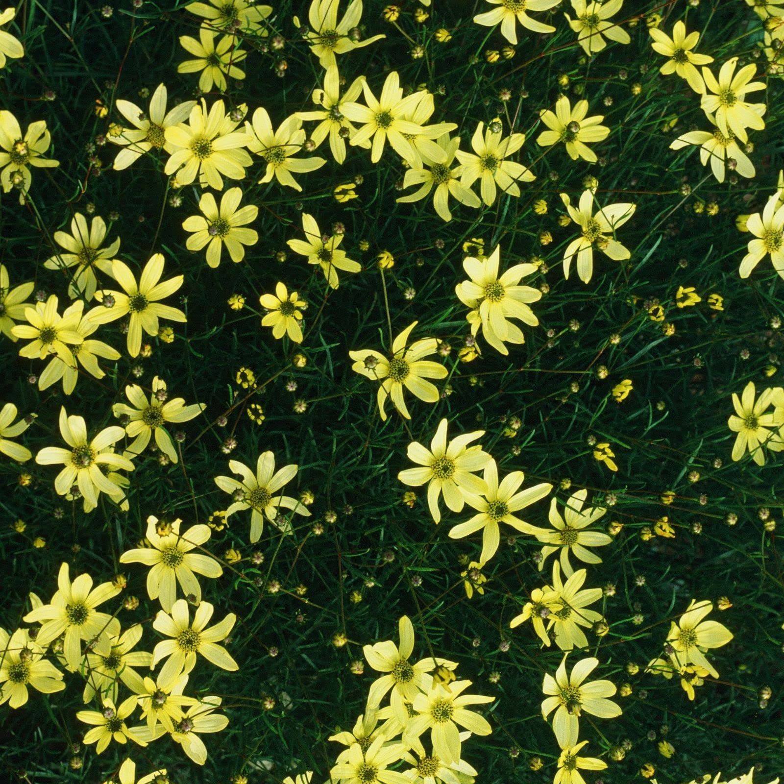 Clovers Garden Coreopsis Moonbeam