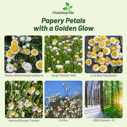 Miniatura 2 de Outsidepride Ammobium Alatum - Semillas eternas  10000 piezas de flores perennes, blanco plateado y centradas en oro, flores eternas aladas,