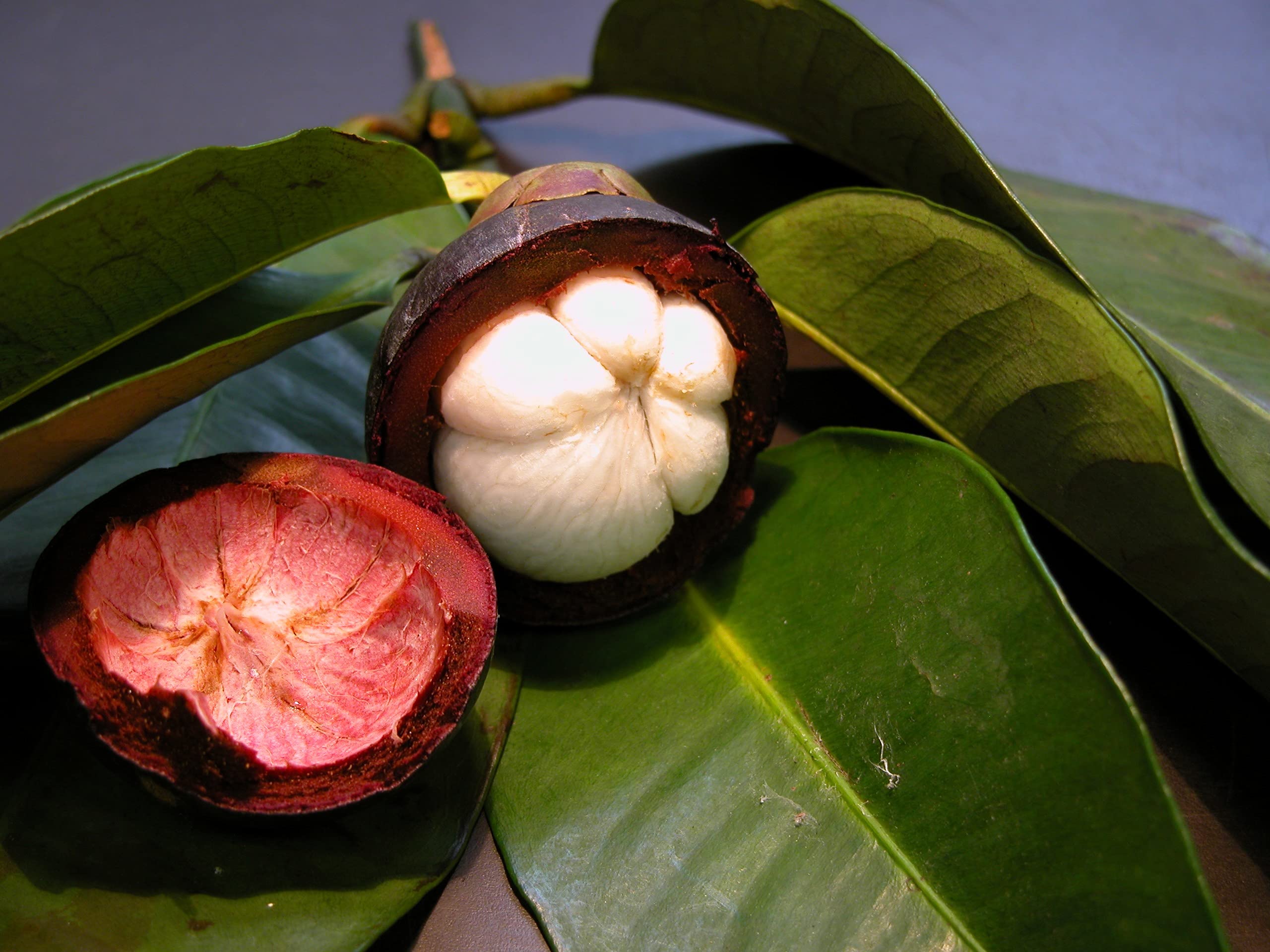 Rare Mangosteen High Yielding Hybrid Purple Mangosteen Tropical Outdoor/Garden Plant 1 Healthy Live Plant