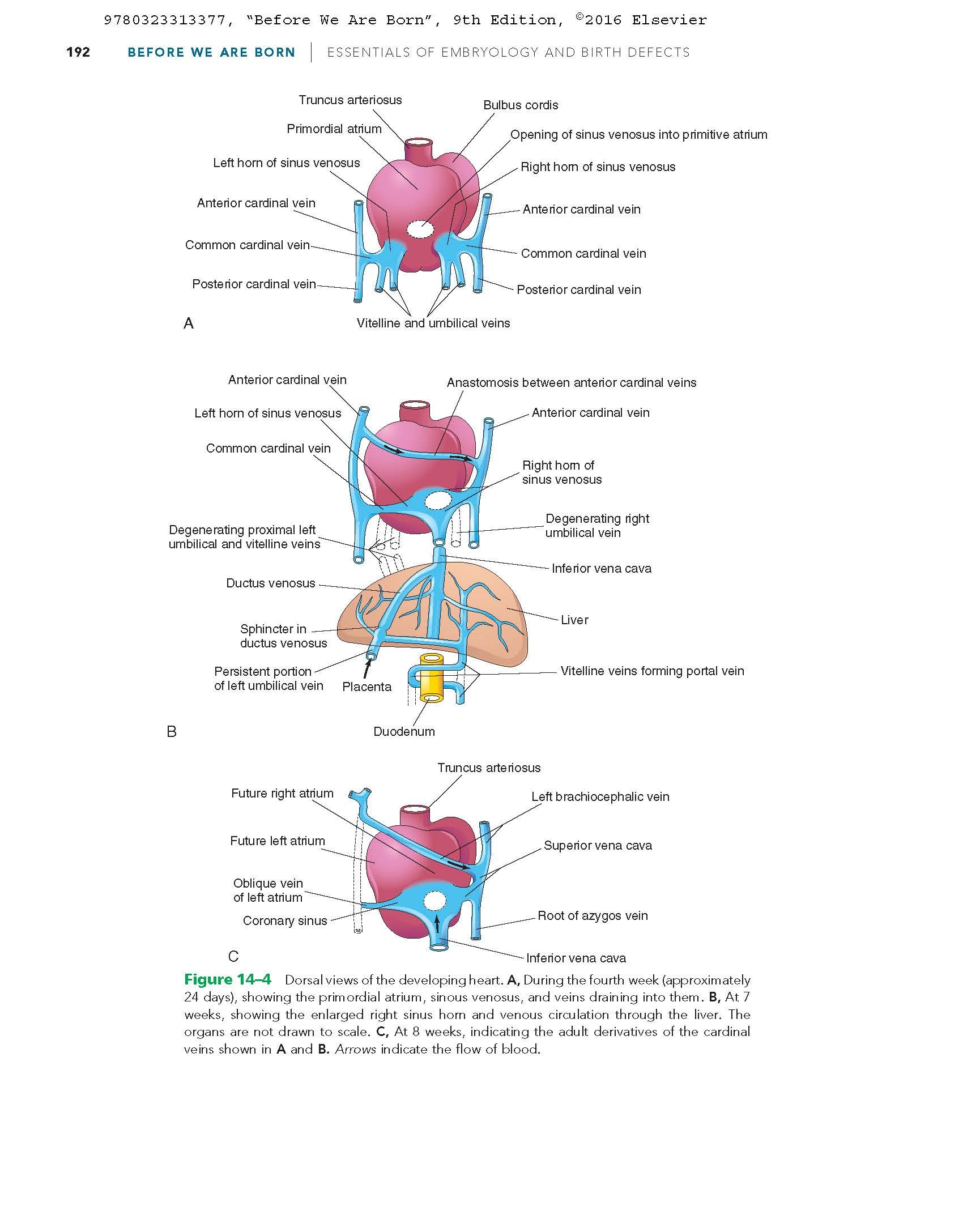 Before We Are Born: Essentials of Embryology and Birth Defects